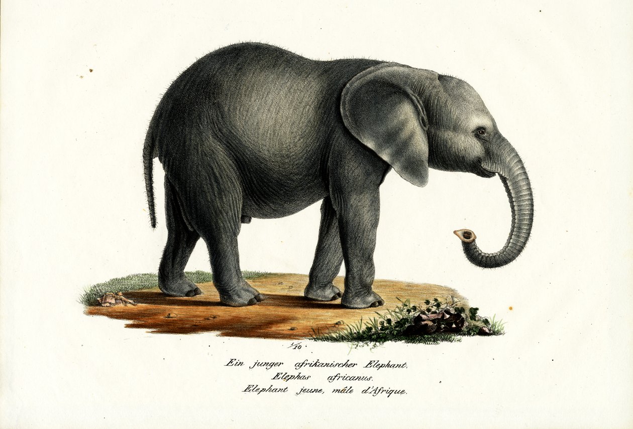 युवा अफ्रीकी हाथी, 1824 द्वारा कार्ल जोसेफ ब्रोड्टमैन