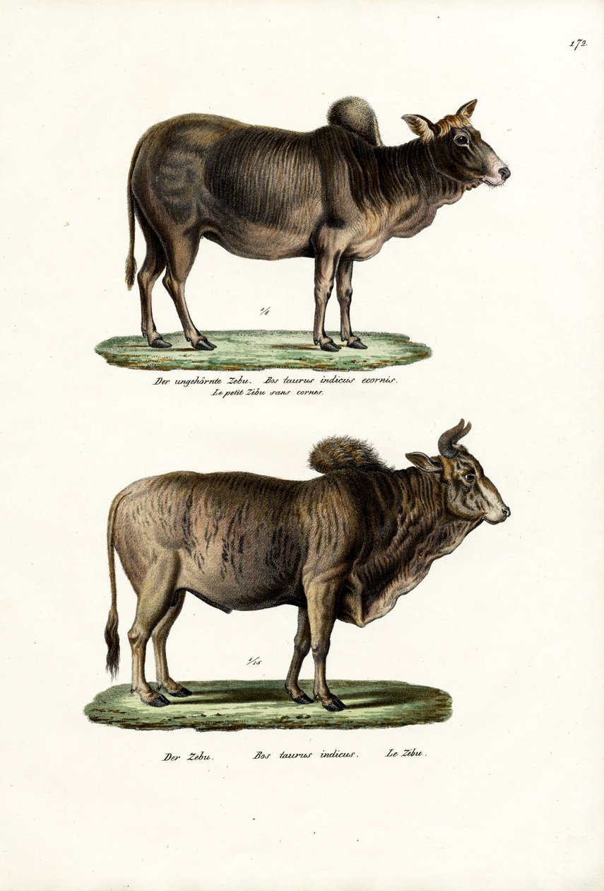 ज़ेबुस, 1824 द्वारा कार्ल जोसेफ ब्रोड्टमैन
