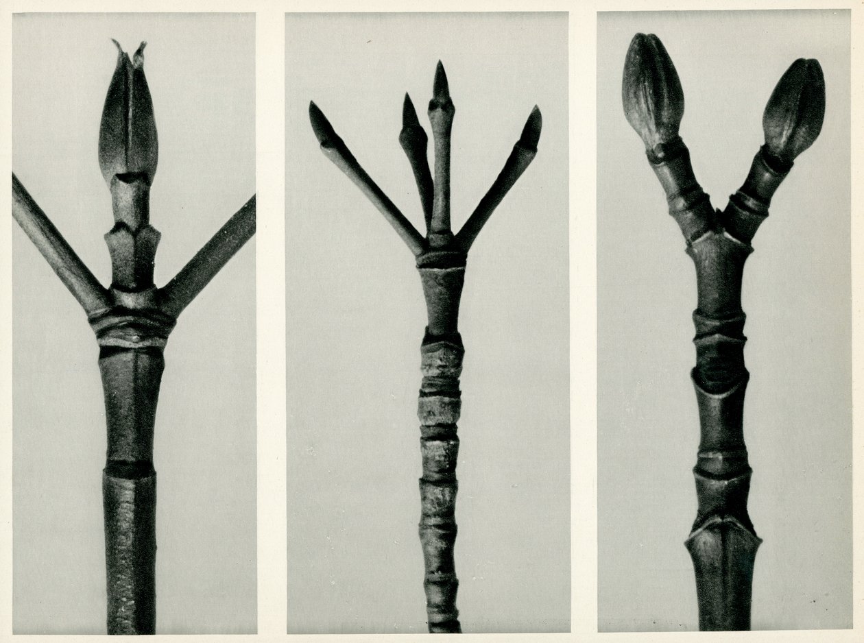 कॉर्नस न्यूटाल्ली, 1929 (फोटोग्राव्योर) द्वारा कार्ल ब्लॉसफ़ेल्ड