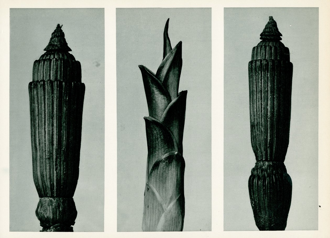 हॉर्सटेल रश, 1929 (फोटोग्रावुर) द्वारा कार्ल ब्लॉसफ़ेल्ड