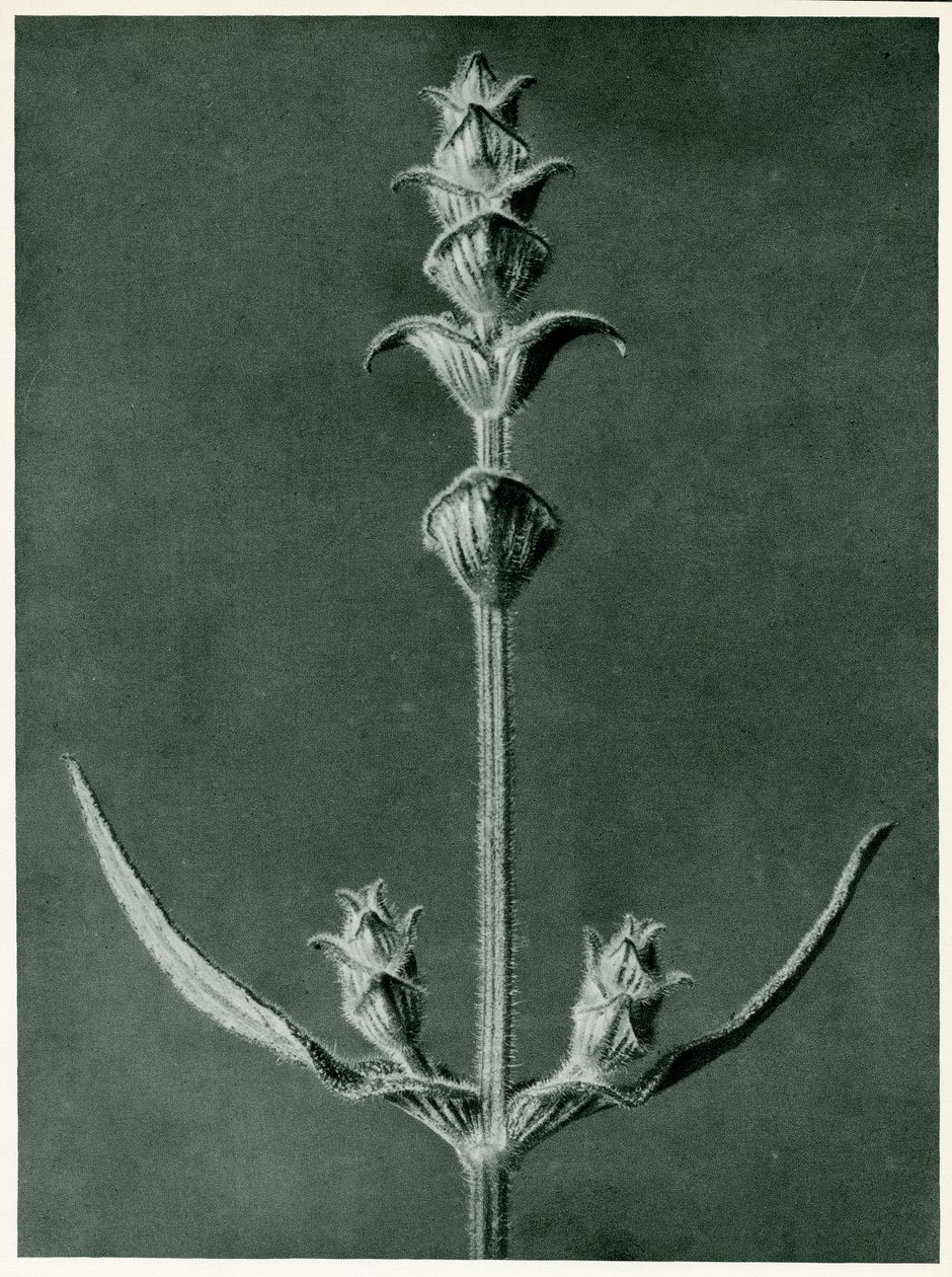 साल्विया, 1929 (फोटोचेंग्रेविंग) द्वारा कार्ल ब्लॉसफ़ेल्ड
