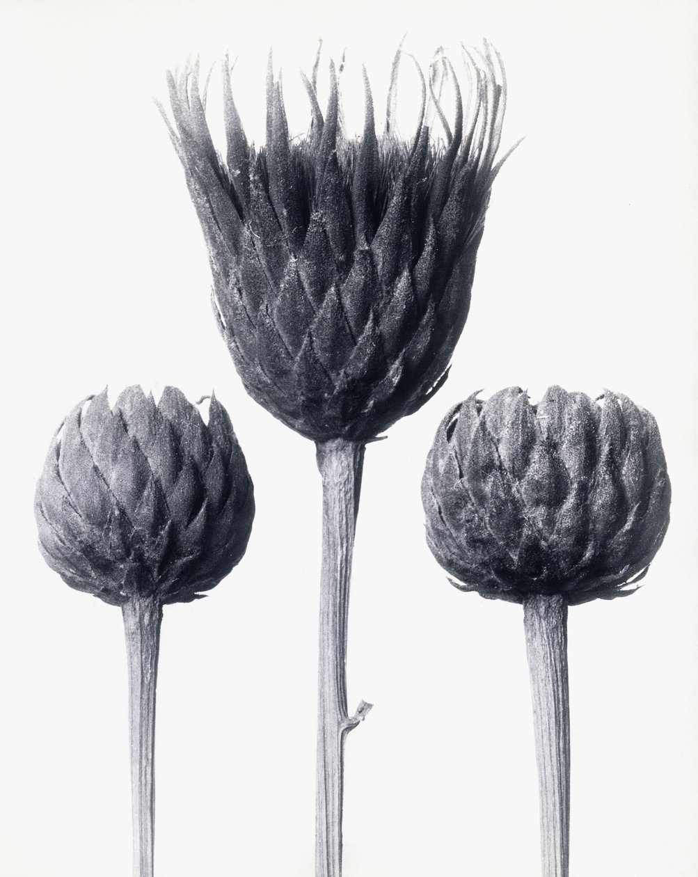 सेराटुला न्यूडिकुलिस (नंगे-तने हुए कॉमन सॉवर्ट), c.1928 (जिलेटिन सिल्वर प्रिंट) द्वारा कार्ल ब्लॉसफ़ेल्ड