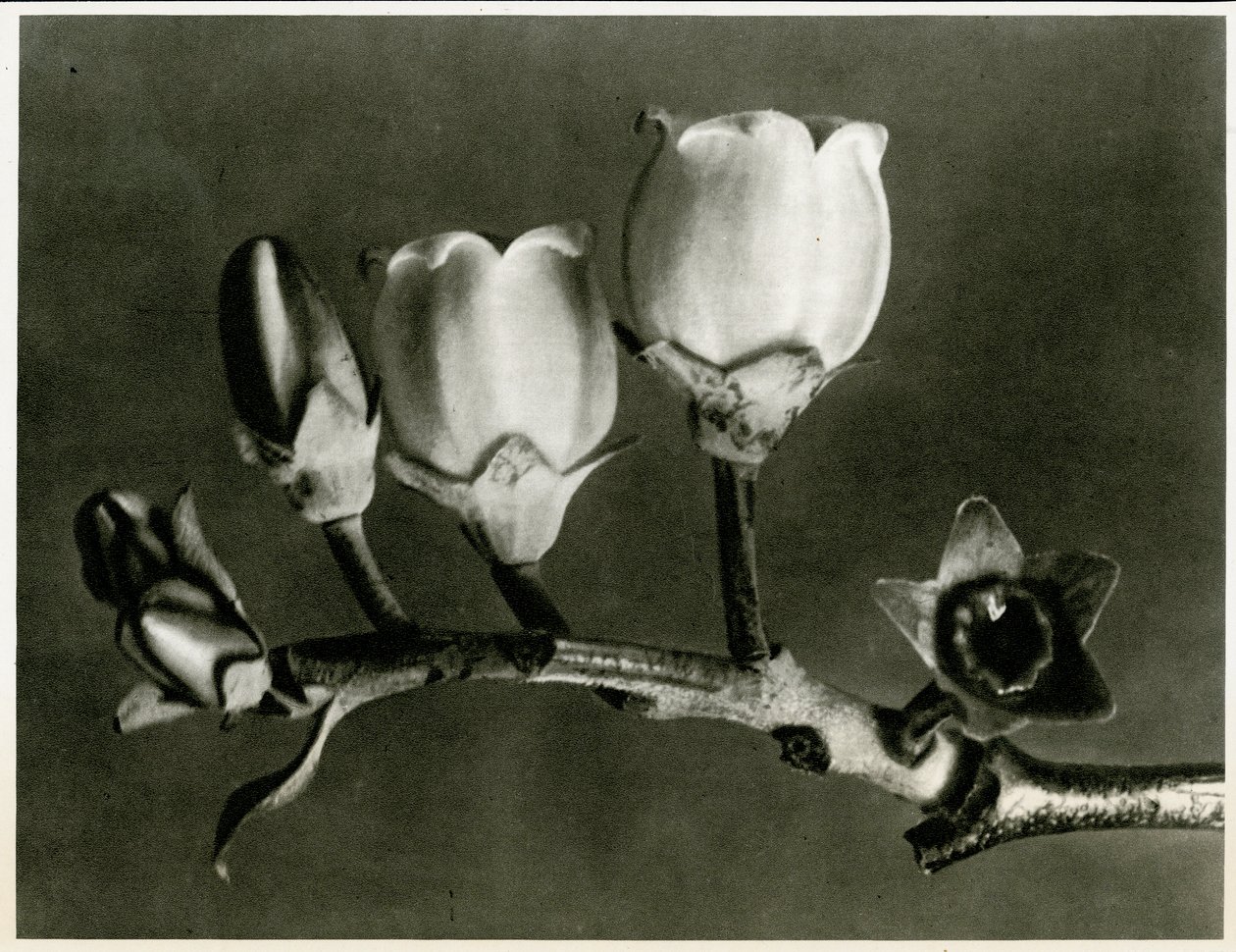 वैक्सीनियम कोरिम्बोसम। 1929 (फोटोग्रावुर) द्वारा कार्ल ब्लॉसफ़ेल्ड