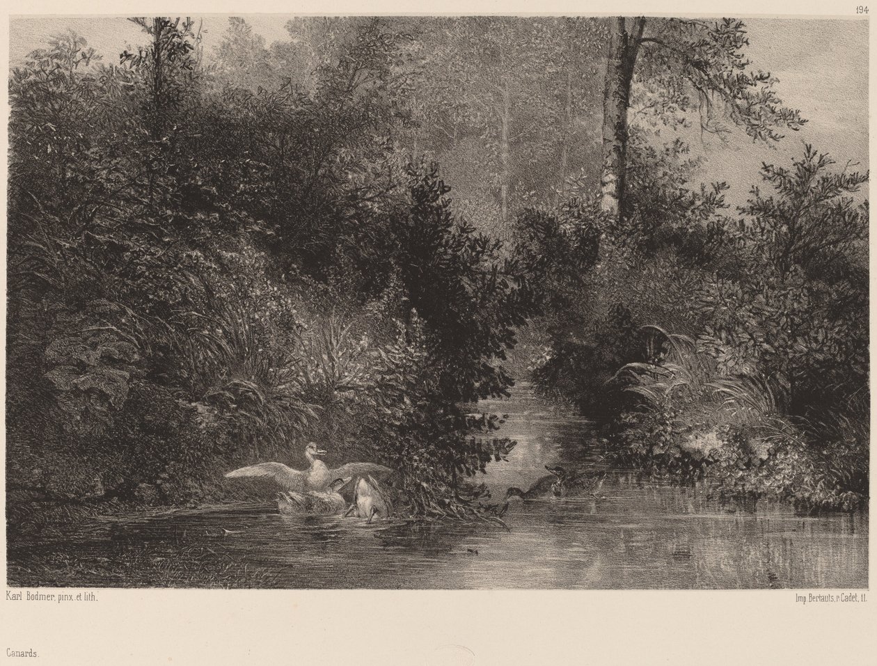 बतख, 18611866। द्वारा कार्ल बॉडर