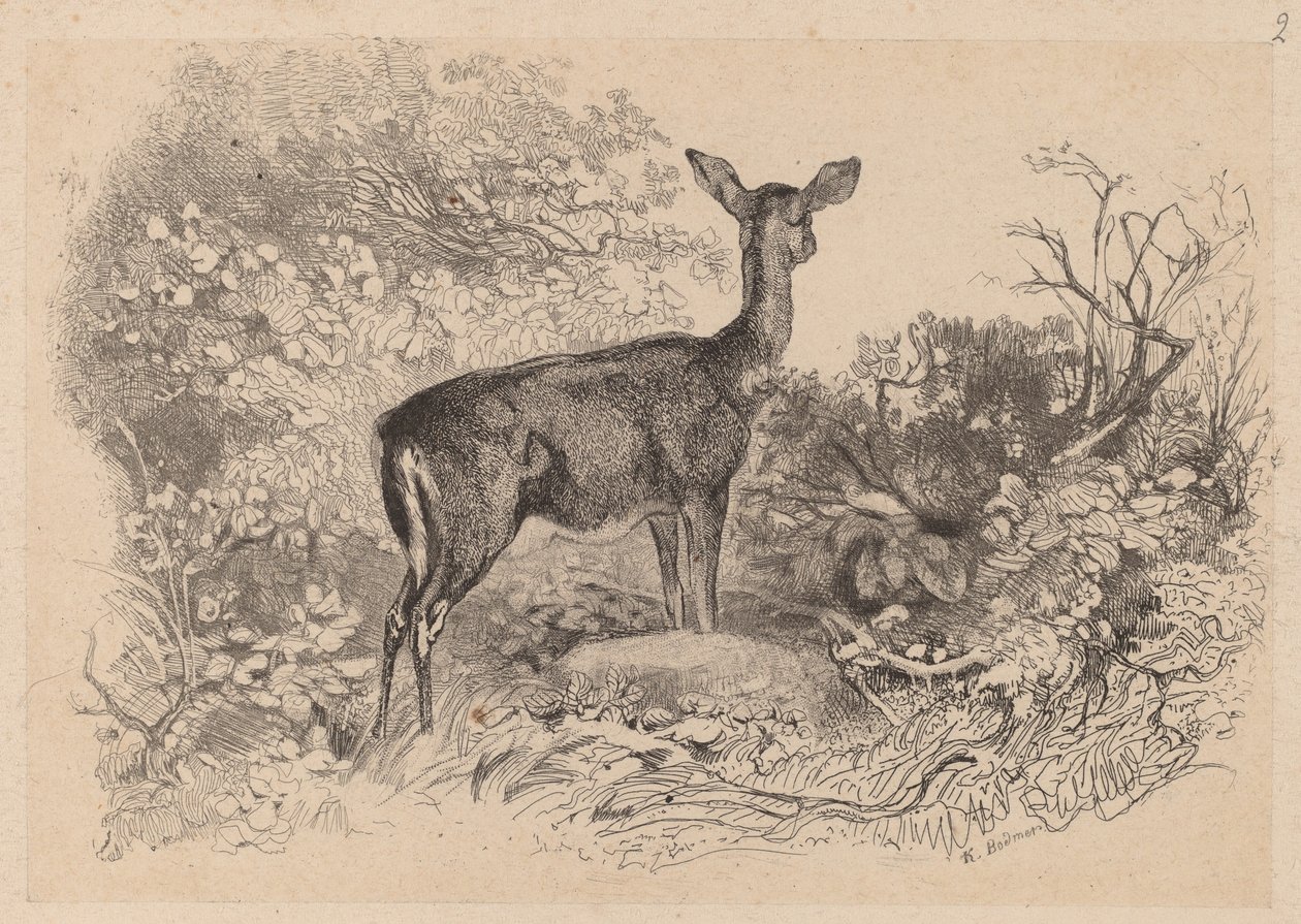 एक हिरणी द्वारा कार्ल बॉडर