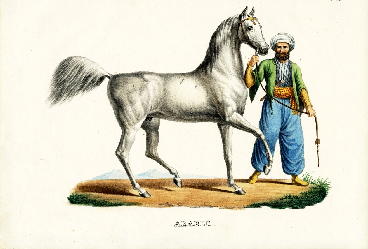 अरब घोड़ा, 1824 द्वारा कार्ल जोसेफ ब्रोड्टमैन