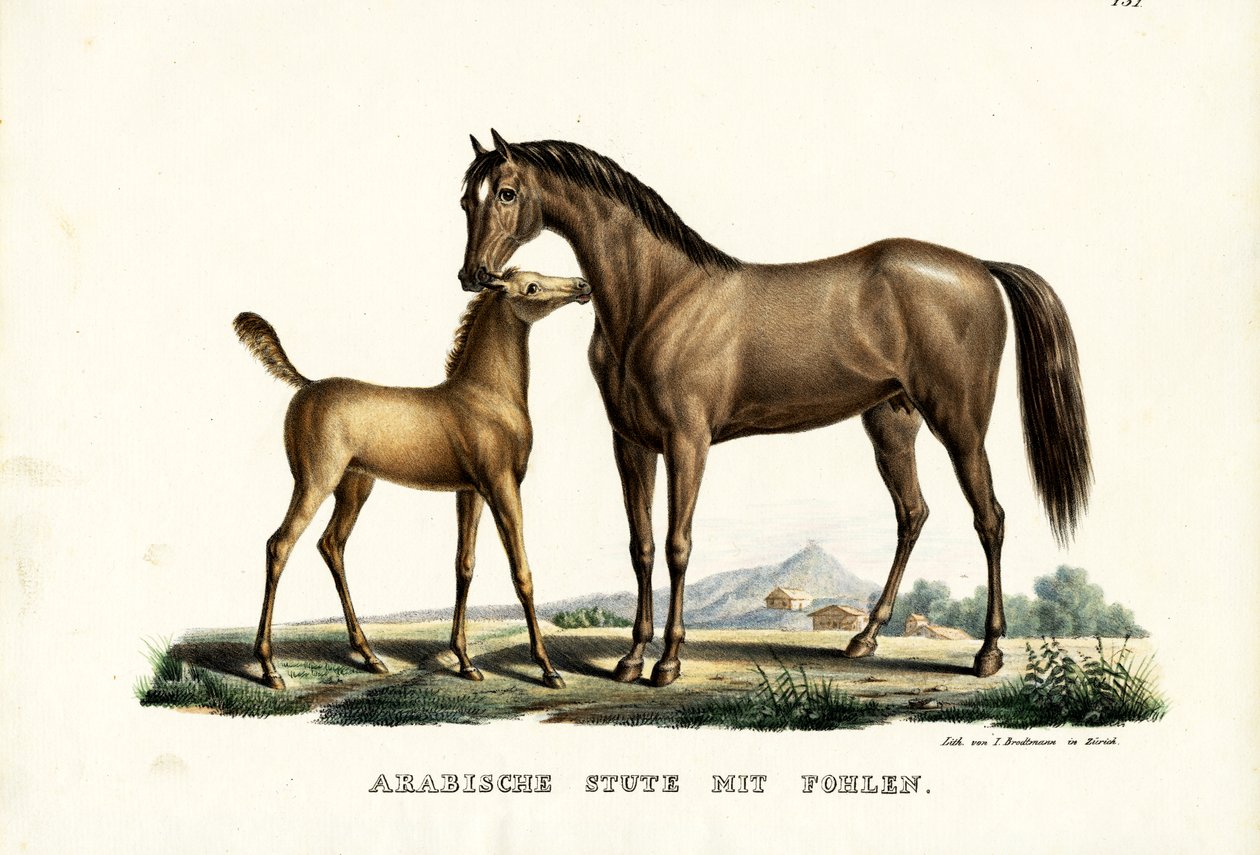 फ़ॉवेल के साथ अरब हॉर्स, 1824 द्वारा कार्ल जोसेफ ब्रोड्टमैन