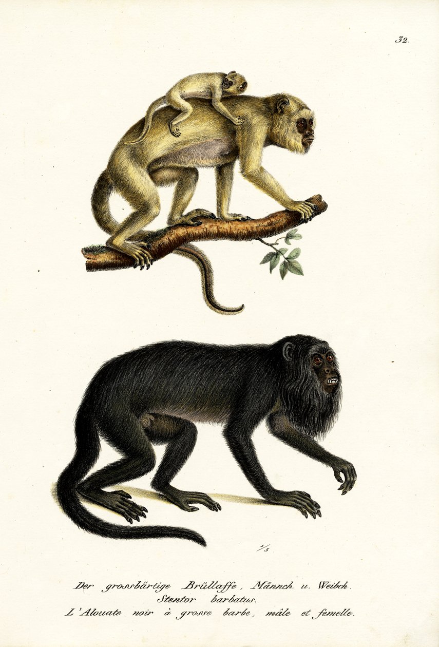 ब्लैक हावलर बंदर, 1824 द्वारा कार्ल जोसेफ ब्रोड्टमैन