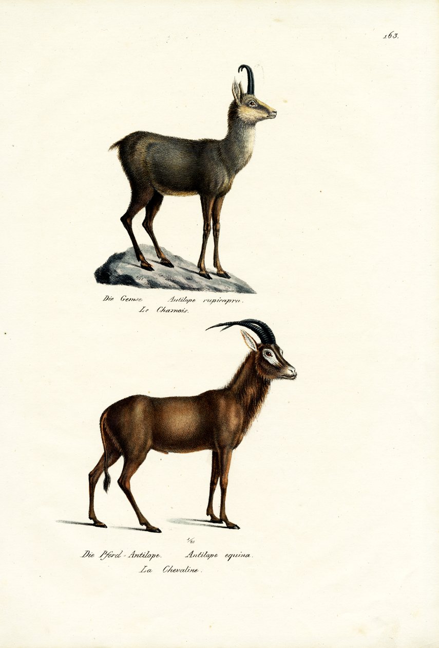 चामोइस, 1824 द्वारा कार्ल जोसेफ ब्रोड्टमैन