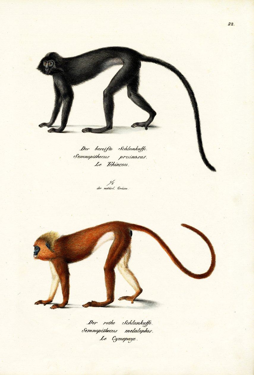 Hanuman Langur, 1824  द्वारा कार्ल जोसेफ ब्रोड्टमैन