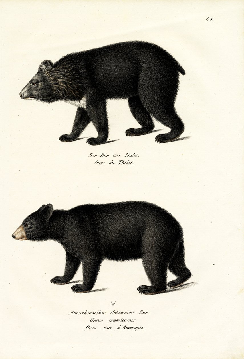 हिमालयन ब्लैक बेयर, 1824 द्वारा कार्ल जोसेफ ब्रोड्टमैन