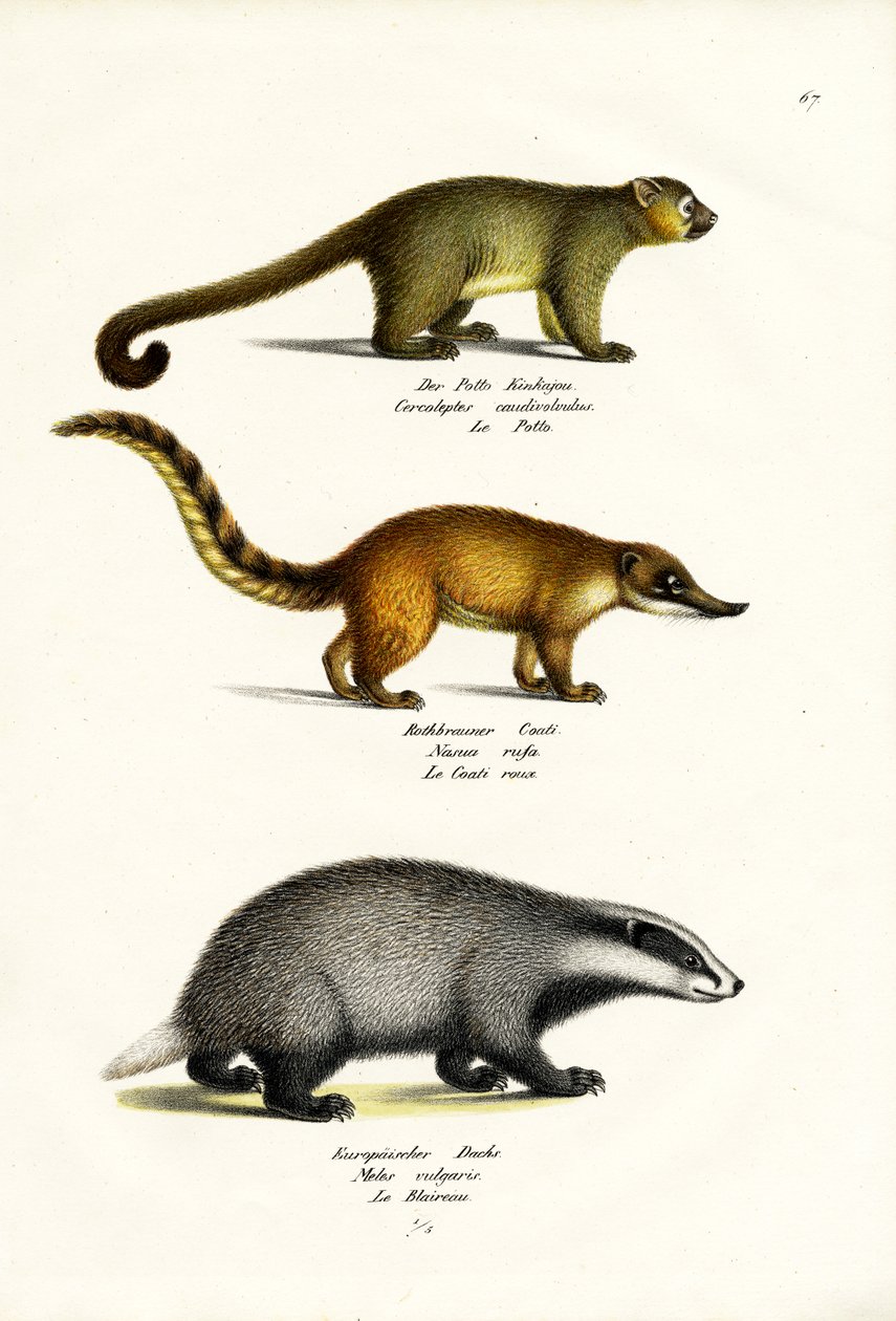 हनी बियर, 1824 द्वारा कार्ल जोसेफ ब्रोड्टमैन