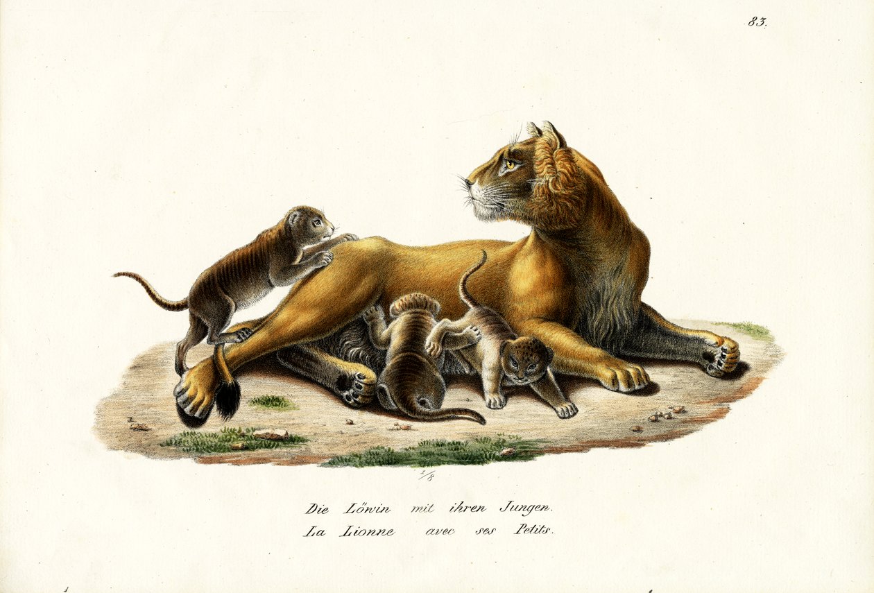 शेरनी विथ शावक, 1824 द्वारा कार्ल जोसेफ ब्रोड्टमैन