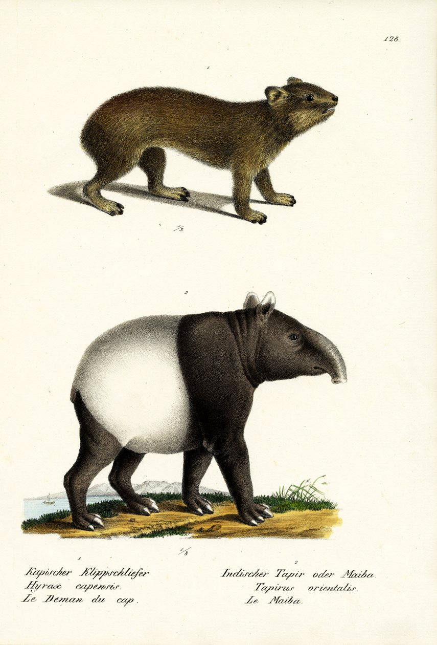 रॉक हाईरेक्स, 1824 द्वारा कार्ल जोसेफ ब्रोड्टमैन