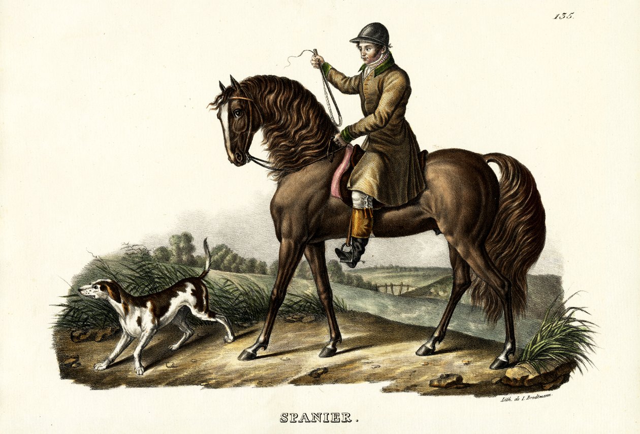स्पेनिश हंटर हॉर्स, 1824 द्वारा कार्ल जोसेफ ब्रोड्टमैन