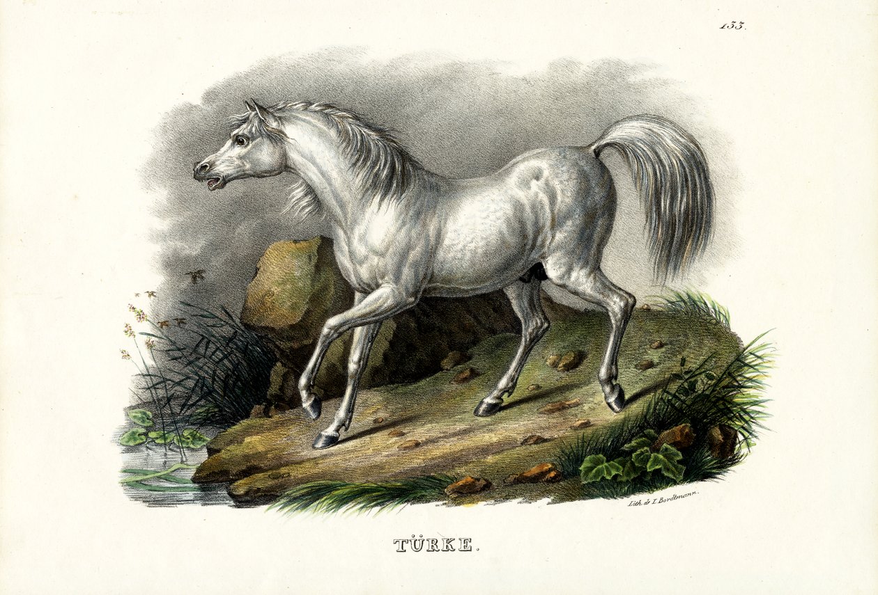 तुर्की घोड़ा, 1824 द्वारा कार्ल जोसेफ ब्रोड्टमैन