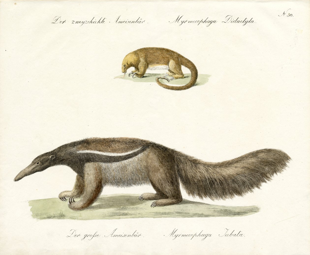  द्वारा कार्ल जोसेफ ब्रोड्टमैन