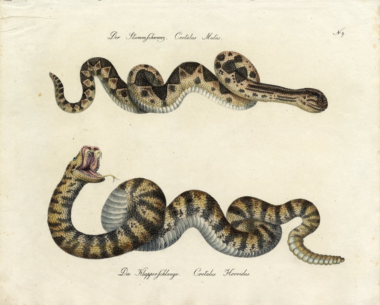  द्वारा कार्ल जोसेफ ब्रोड्टमैन