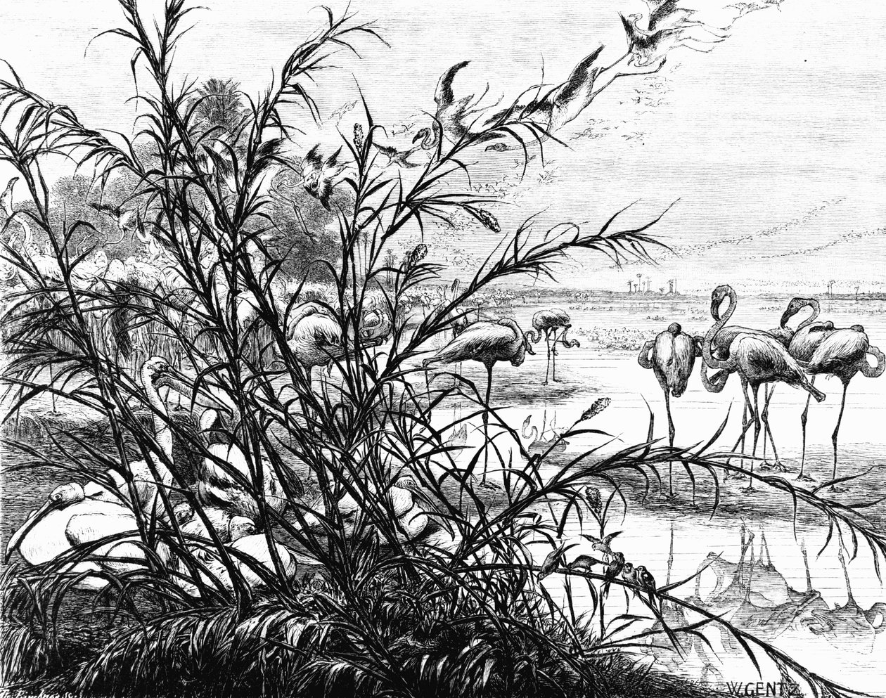 मेनलेह झील पर पक्षियों की एक संसद, 1880 द्वारा कार्ल विल्हेम जेंट्ज़