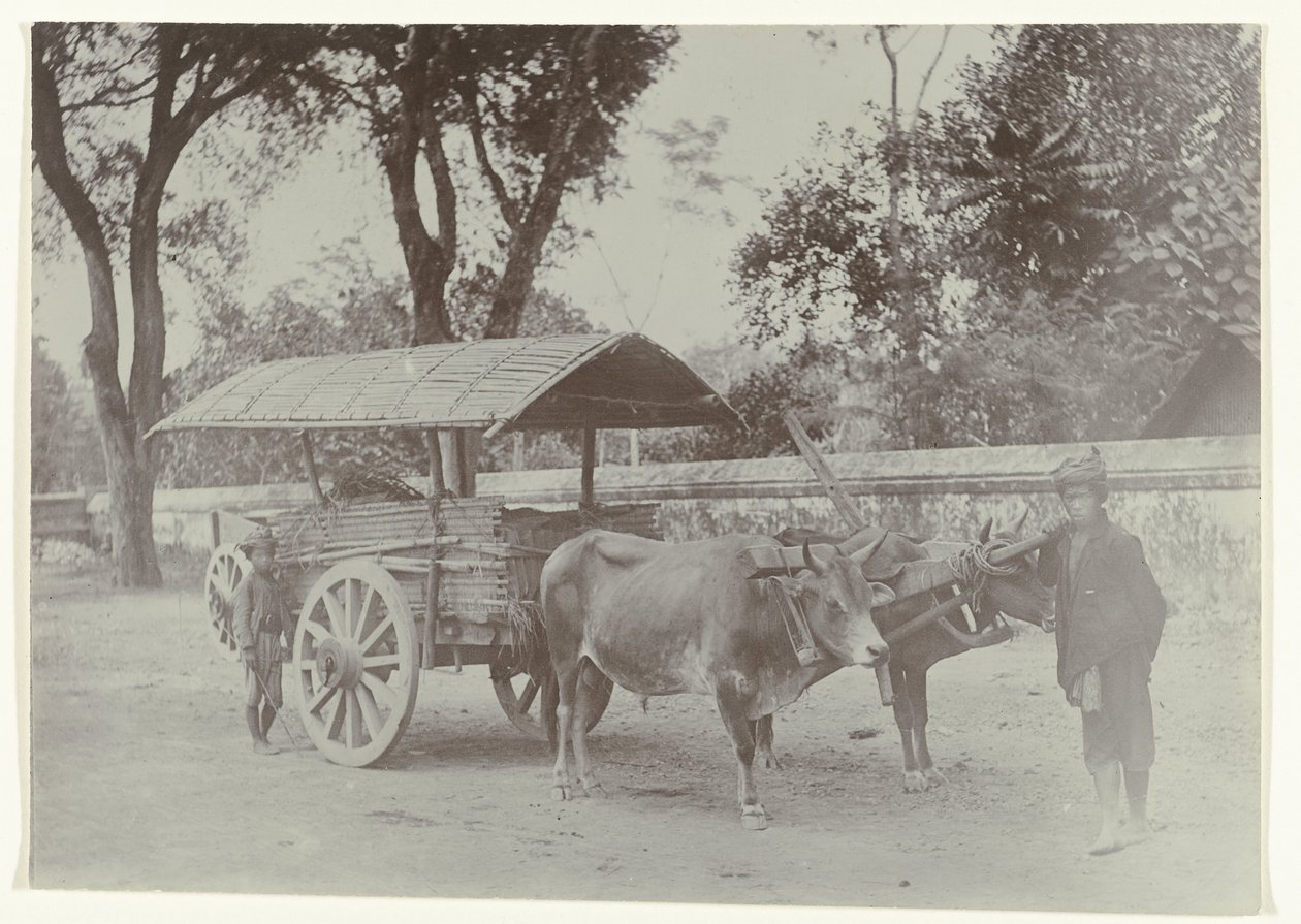 द्वारा कसियन सेफस