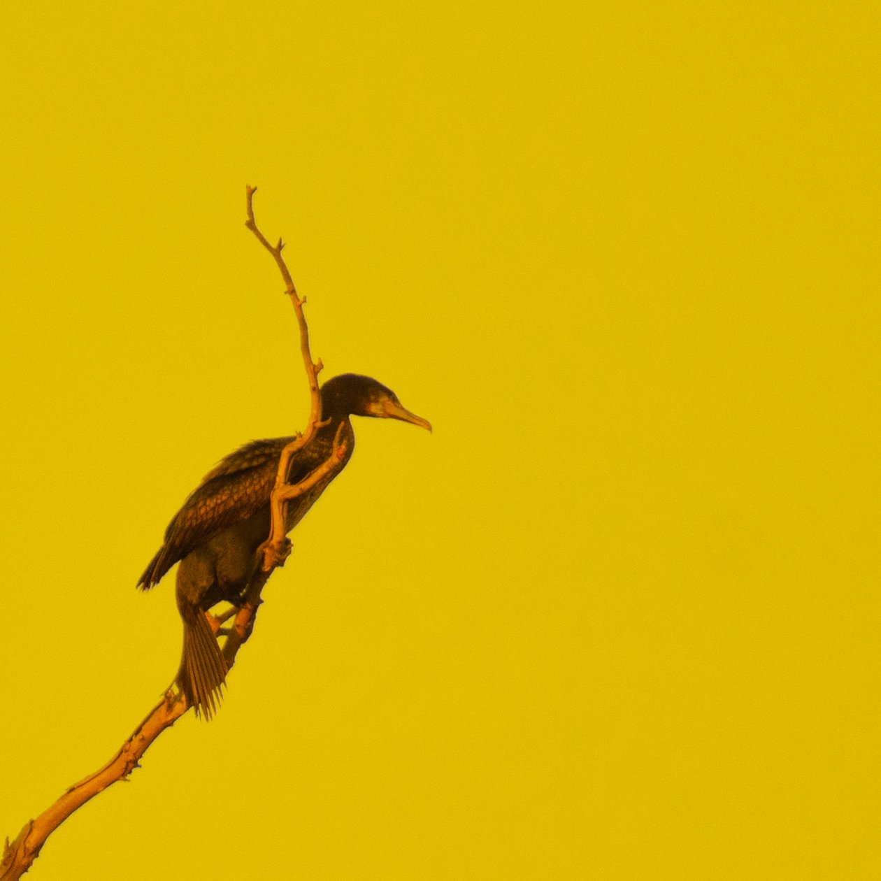  द्वारा कत्था लकड़ी
