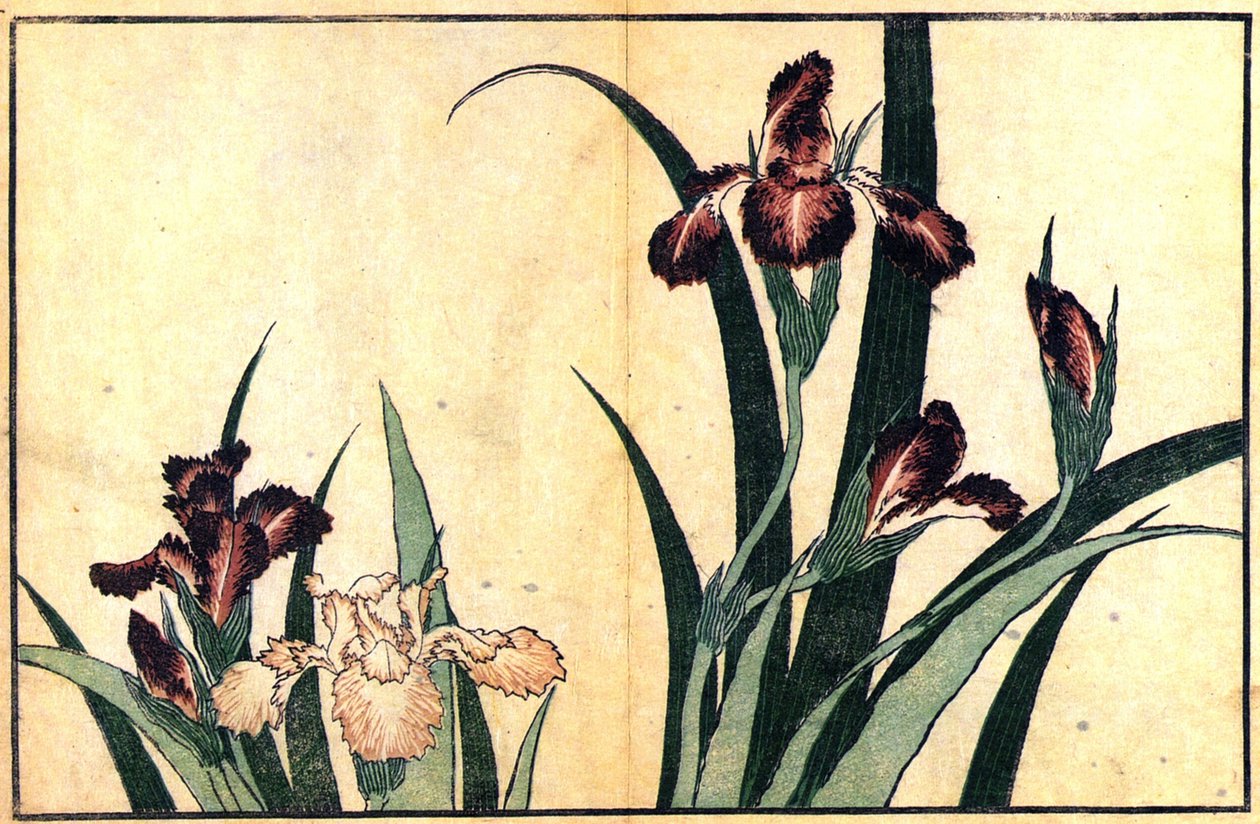 irises द्वारा कत्सुशिका होकुसाई