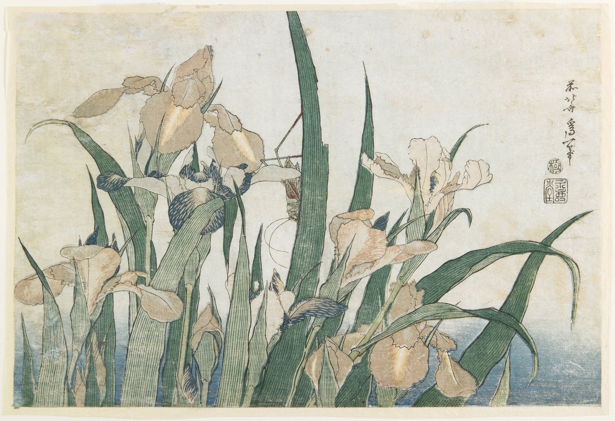 आइरिस फूल और ग्रासहॉपर, c.1830-31 (कलर वुडब्लॉक प्रिंट) द्वारा कत्सुशिका होकुसाई