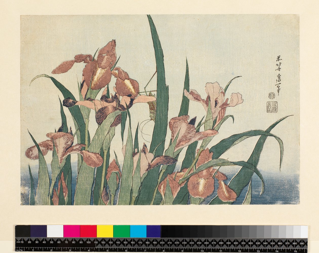 Irises और टिड्डी, पब। Nishimura Eijudo द्वारा, c.1832, (योको-ए - क्षैतिज प्रारूप, रंग वुडब्लॉक प्रिंट) द्वारा कत्सुशिका होकुसाई