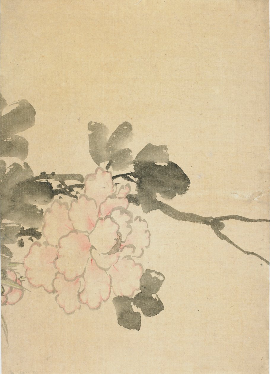 Peony, 18 वीं सदी के अंत में 19 वीं सदी की शुरुआत में। द्वारा कत्सुशिका होकुसाई