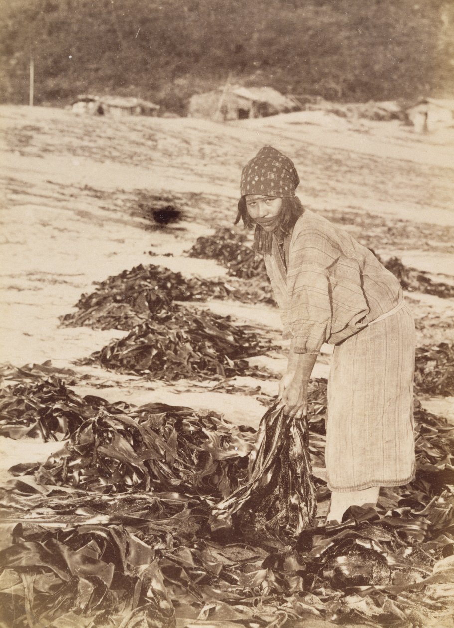 Ainu महिला कटाई समुद्री शैवाल, c.1900 (एल्बम सिल्वर प्रिंट) द्वारा Kenzô Tamoto