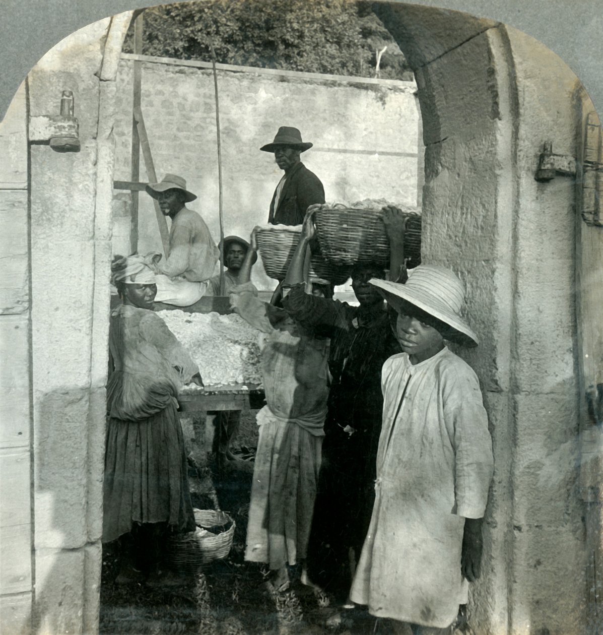 पॉड्स, डोमिनिका, बीडब्ल्यूआई, 1893 से कोको फ्रेश। द्वारा कीस्टोन व्यू कंपनी