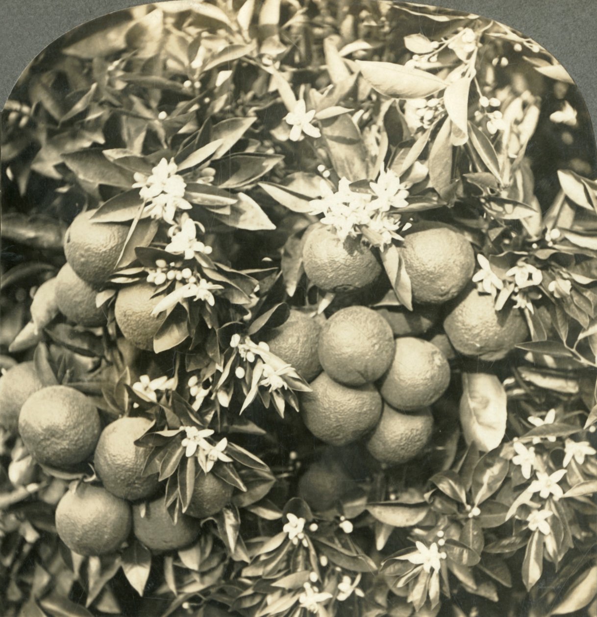 ऑरेंज ब्लॉसम और परिपक्व संतरे एक ही पेड़, कैलिफोर्निया, c1900 पर बढ़ते हैं। द्वारा कीस्टोन व्यू कंपनी