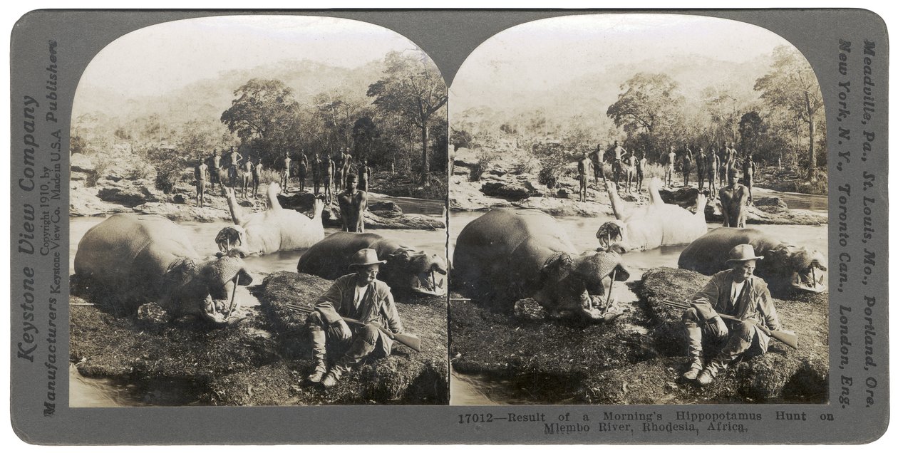 Mlembo नदी, रोडेशिया, अफ्रीका, 1910 पर एक सुबह के हिप्पोपोटेमस हंट का परिणाम द्वारा कीस्टोन व्यू कंपनी