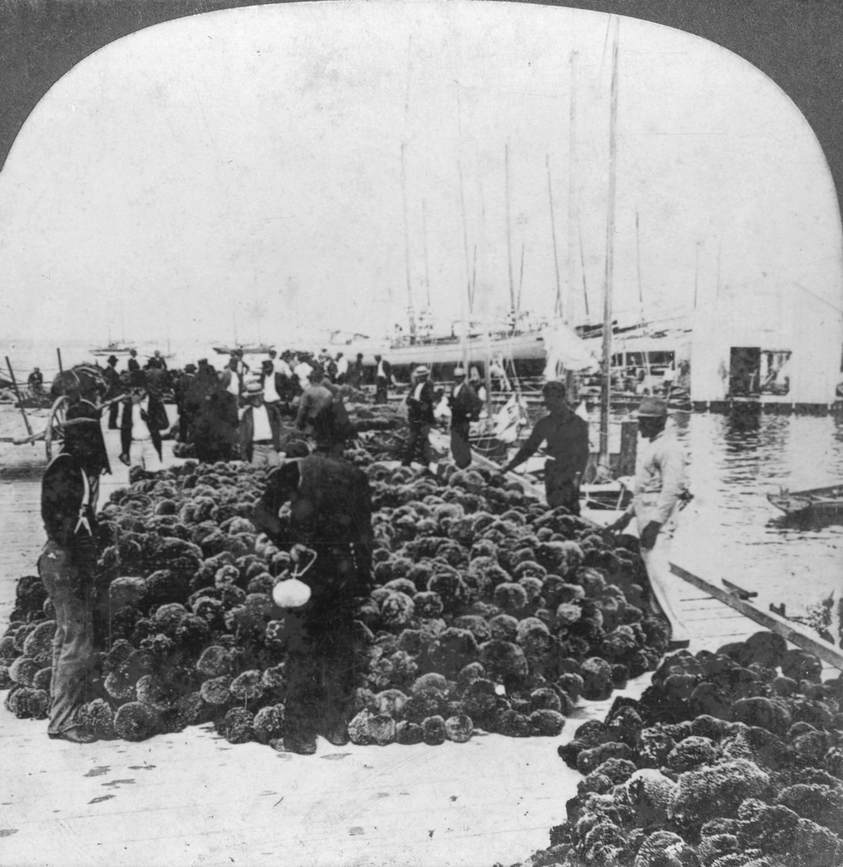 स्पंज मार्केट, की वेस्ट वेस्ट, फ्लोरिडा, यूएसए, c1900 द्वारा कीस्टोन व्यू कंपनी