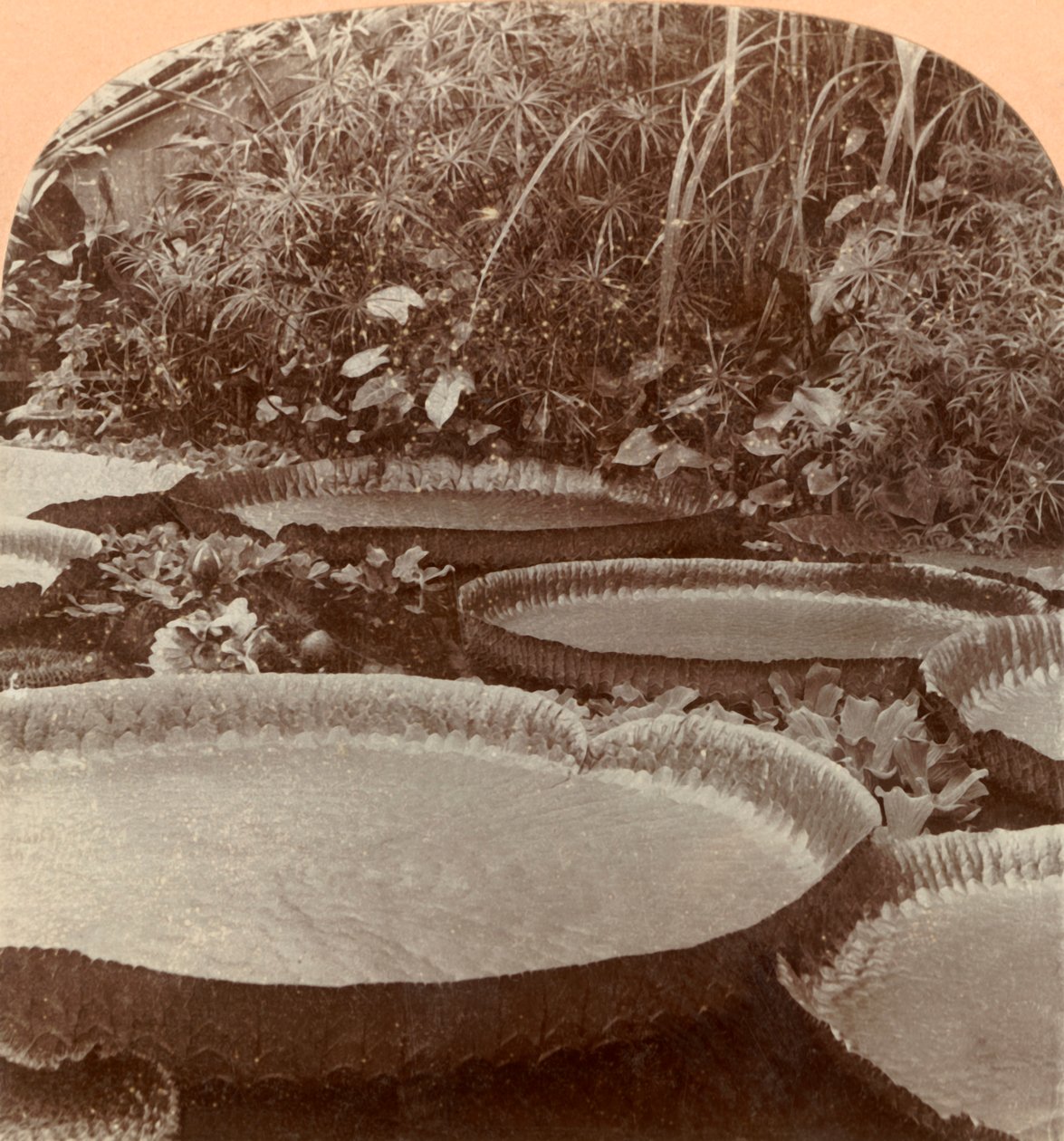 थुरेज़ा लिली, बॉटनिकल गार्डन, हैम्बर्ग, जर्मनी, 1895। द्वारा कीस्टोन व्यू कंपनी