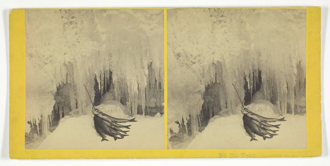 ट्राउट, 185575। निर्माता: किलबर्न ब्रदर्स, बीडब्ल्यू किलबर्न। द्वारा किलबर्न ब्रदर्स, बीडब्ल्यू किलबर्न