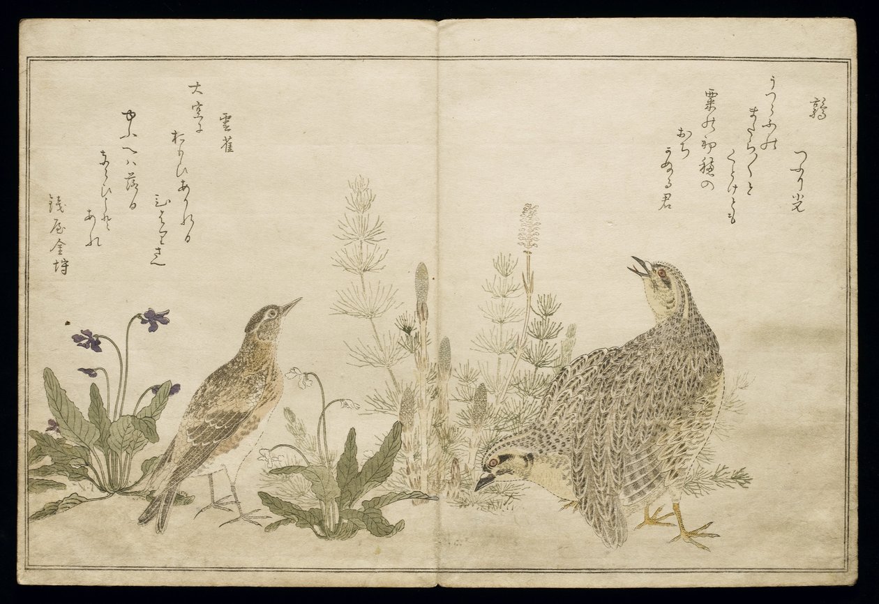 P.332-1946 Vol.1 f.1 बटेर की जोड़ी और दाईं ओर घास और बाईं ओर एक स्काईलार्क के बीच एक एल्बम &39;बर्ड्स इन ह्यूमरस सॉन्ग&39;, 1791 (कलर वुडब्लॉक प्रिंट) से घास के बाईं ओर घास द्वारा किटगावा उतामारो
