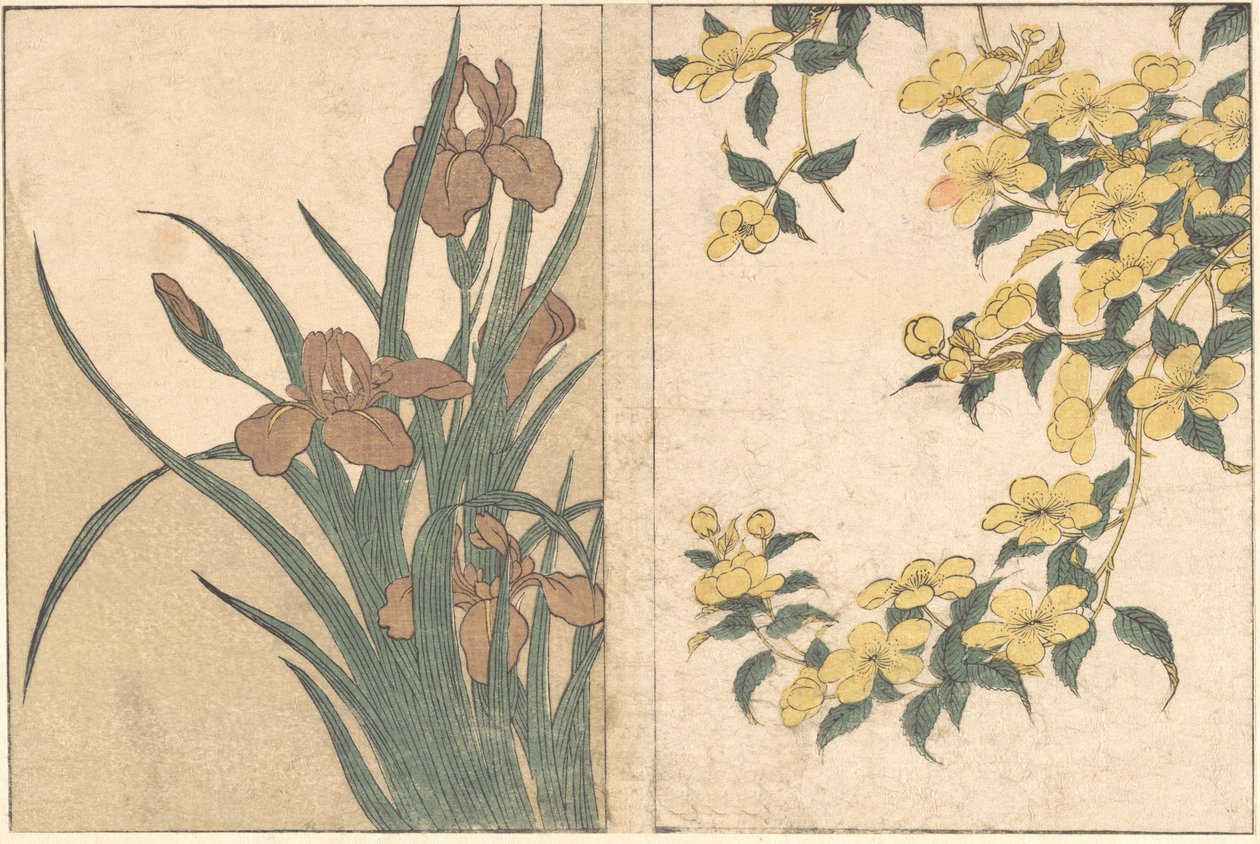 चेरी ब्लॉसम एंड आइरिस, सचित्र पुस्तक फ्लावर्स ऑफ द फोर सीजन्स, 1801 से। द्वारा किटगावा उतामारो