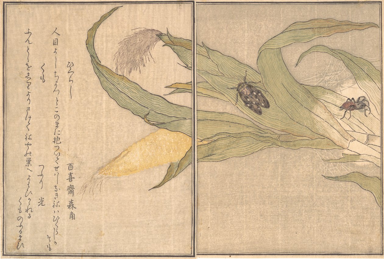 इवनिंग सिकाडा, हिगुराशी, स्पाइडर, कुमो..., 1788। द्वारा किटगावा उतामारो