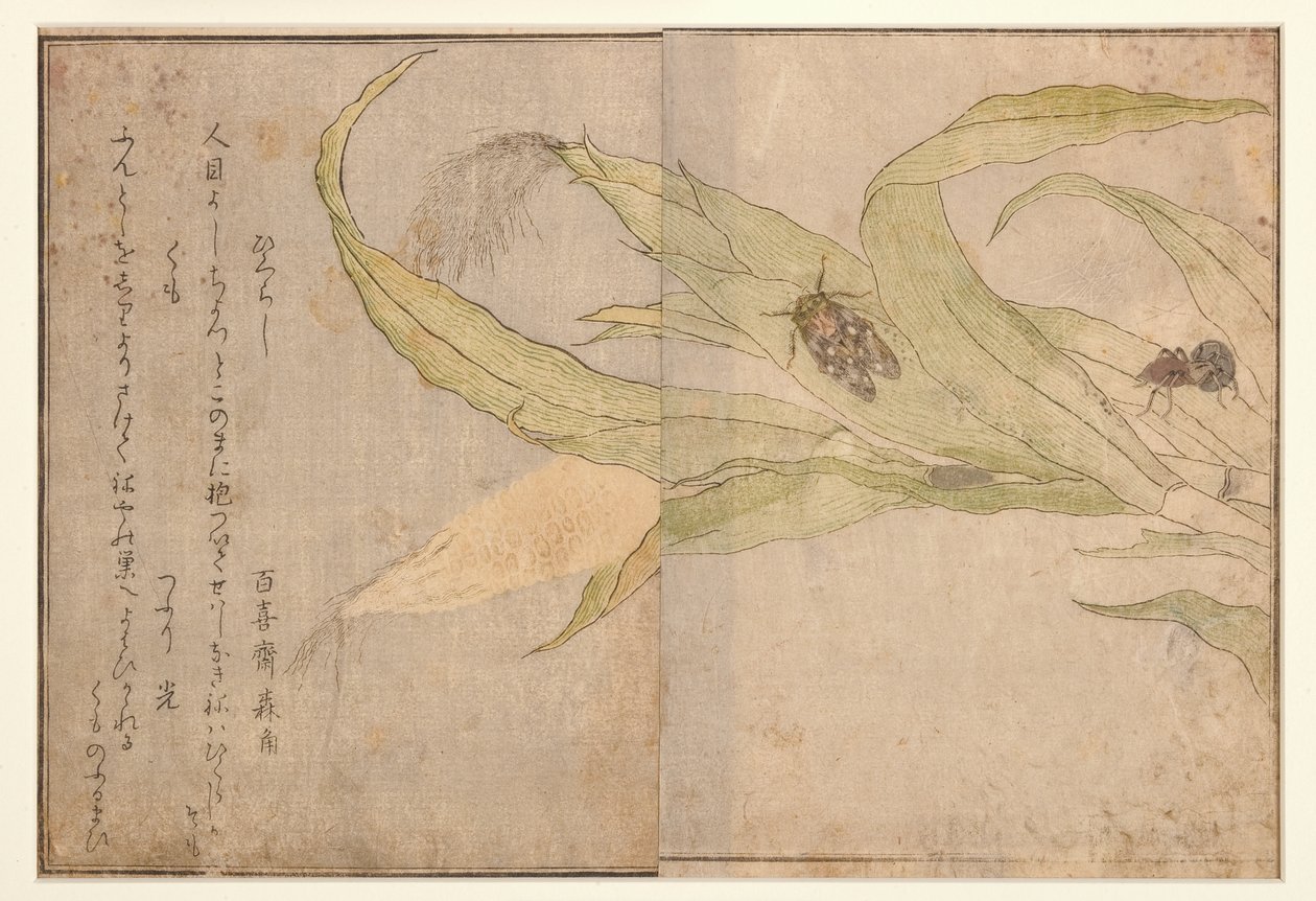 हिगुरशी और मकड़ी, 1788 (लकड़ी का गोला) द्वारा किटगावा उतामारो