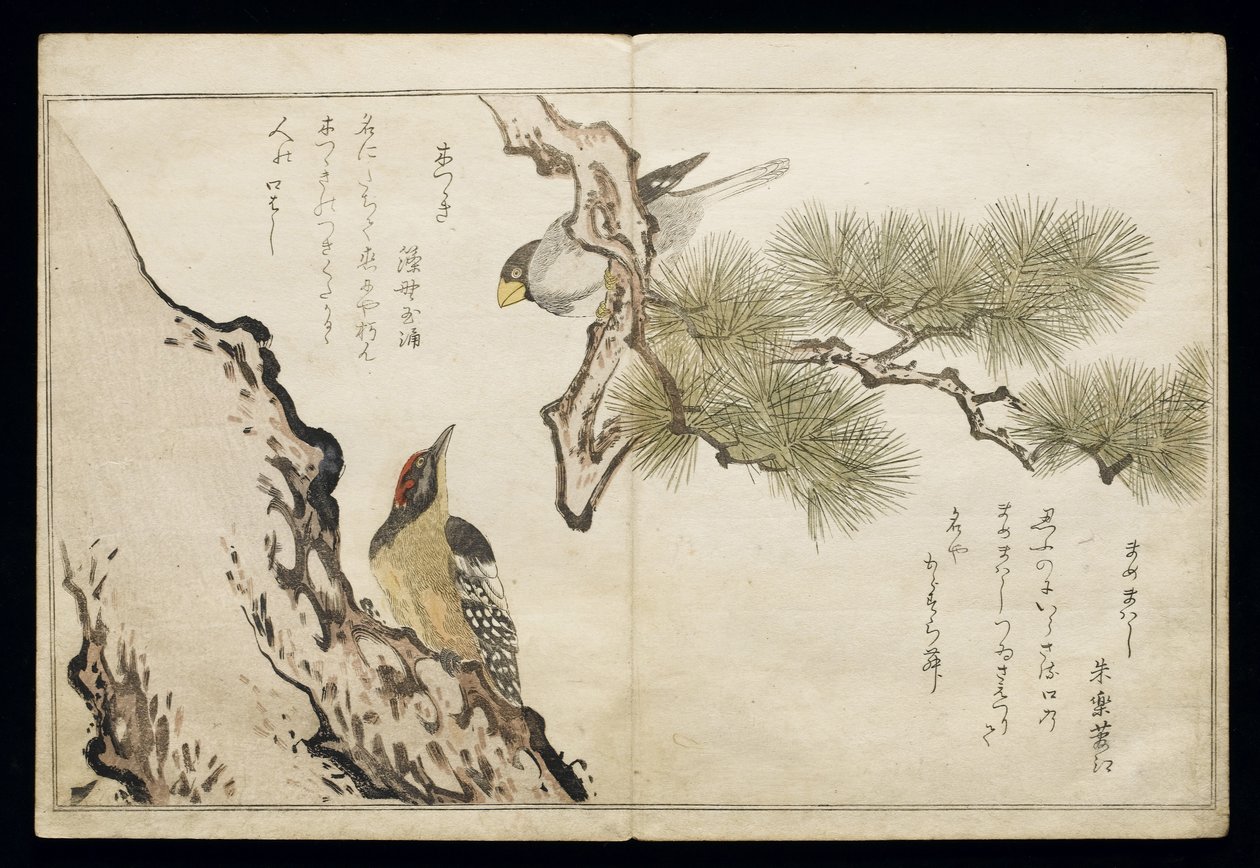 P.332-1946 Vol.1 f.3 ह्विंच और एक कठफोड़वा, एक एल्बम &39;बर्ड्स इन ह्यूमरस सोंग्स&39;, 1791 (कलर वुडब्लॉक प्रिंट) द्वारा किटगावा उतामारो