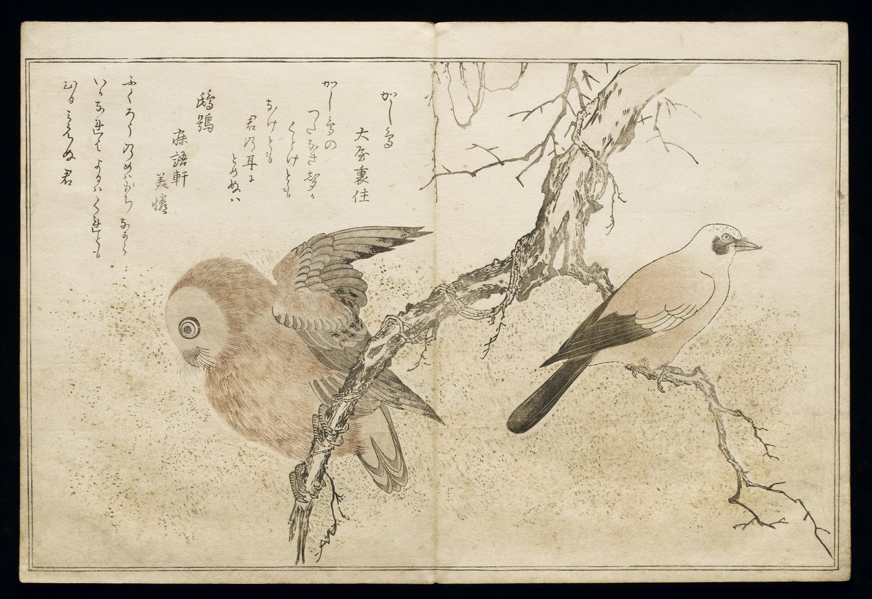 P.332-1946 Vol.1 f.7 Jay दाईं ओर और बाईं ओर एक उल्लू, एक एल्बम &39;बर्ड्स इन ह्यूमरस सॉन्ग&39;, 1791 (कलर वुडब्लॉक प्रिंट) द्वारा किटगावा उतामारो