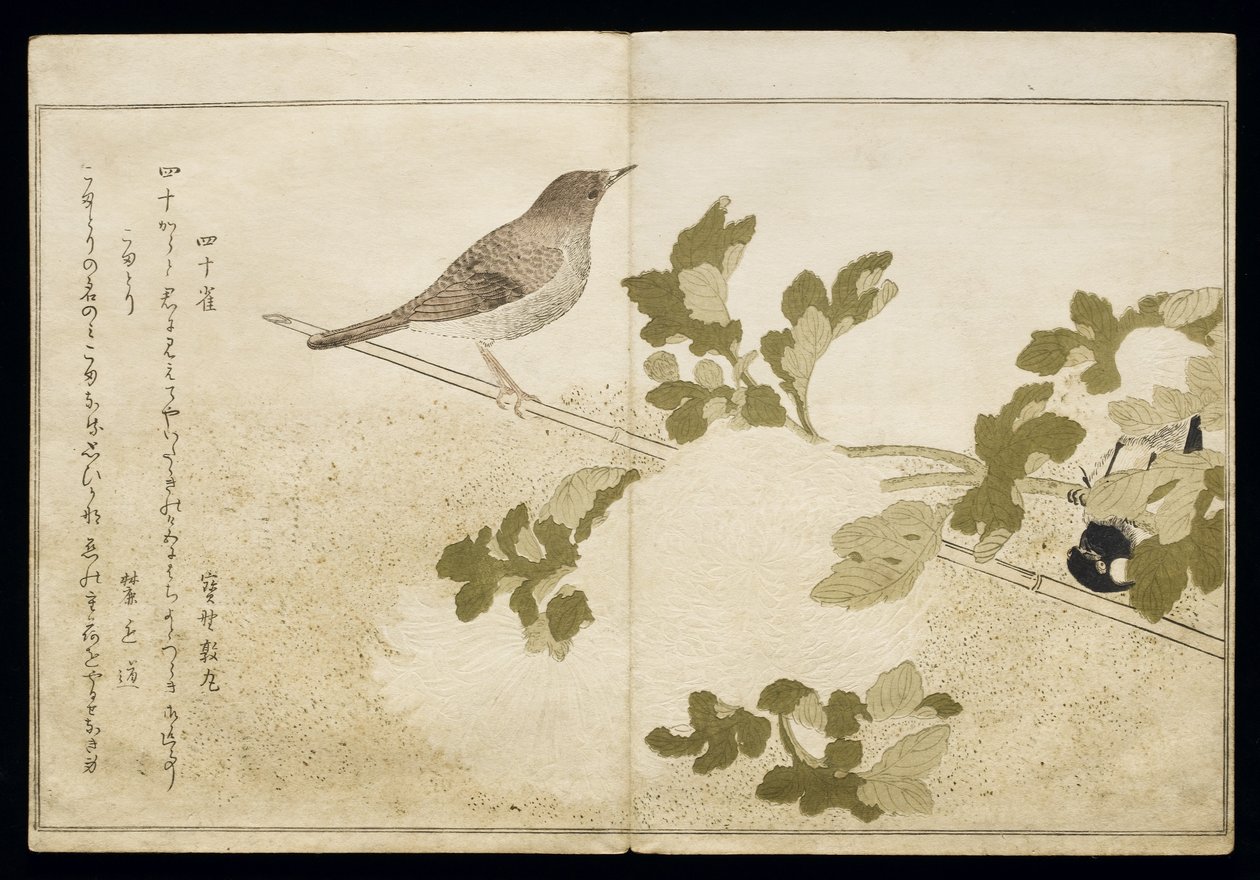 P.332-1946 Vol.2 f.2 मंचूरियन ग्रेट टिट और एक रॉबिन, एक एल्बम &39;बर्ड्स इन ह्यूमरस सॉन्ग&39;, 1791 (कलर वुडब्लॉक प्रिंट) द्वारा किटगावा उतामारो