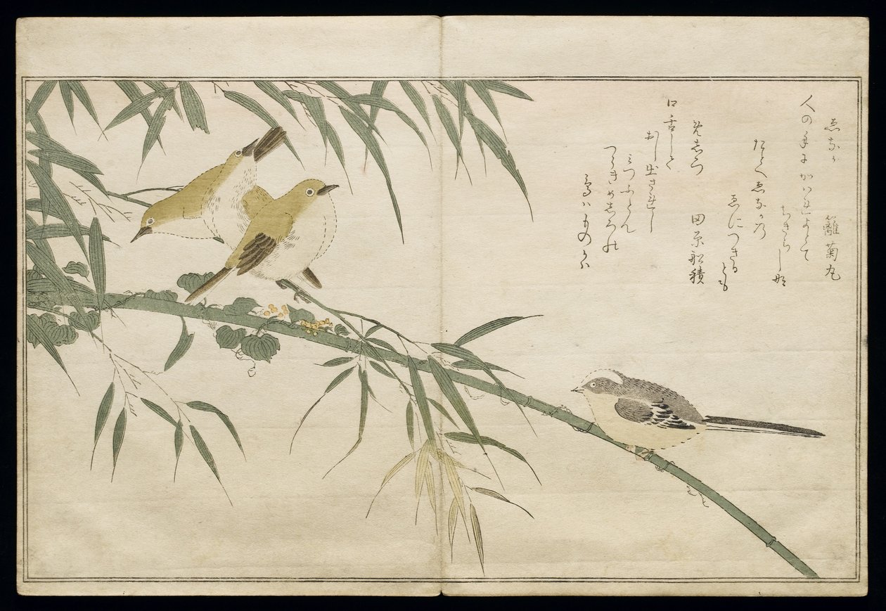 P.332-1946 Vol.2 f.6 लंबी पूंछ वाली चूची और तीन सफेद आंखें, एक एल्बम &39;बर्ड्स इन ह्यूमरस सॉन्ग&39;, 1791 (कलर वुडब्लॉक प्रिंट) से द्वारा किटगावा उतामारो