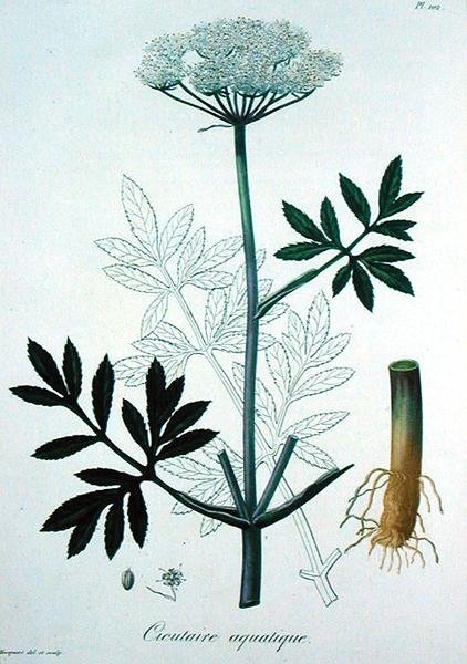 जोसेफ रोक्स (1772-1850) द्वारा 'फाइटोग्राफी मेडिकल' से सिकुटा विरोसा, 1821 में प्रकाशित (उत्कीर्णन) द्वारा एलएफजे होक्वार्ट
