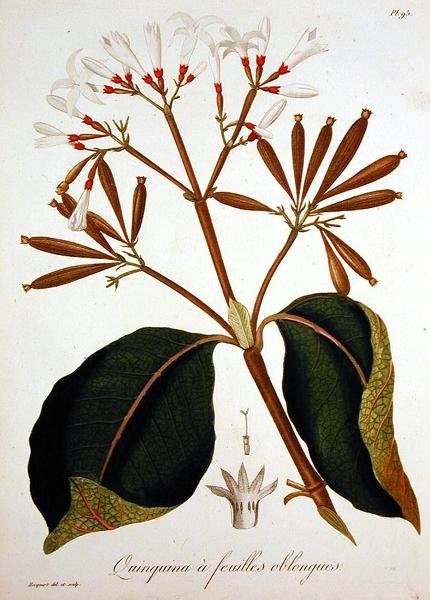 जोसेफ रोक्स (1772-1850) द्वारा 'फाइटोग्राफी मेडिकल' से सिनकोना, 1821 में प्रकाशित (उत्कीर्णन) द्वारा एलएफजे होक्वार्ट