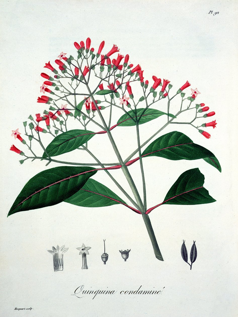 जोसेफ रोक्स (1772-1850) द्वारा &39;फाइटोग्राफी मेडिक&39; से सिनकोना, 1821 में प्रकाशित द्वारा एलएफजे होक्वार्ट