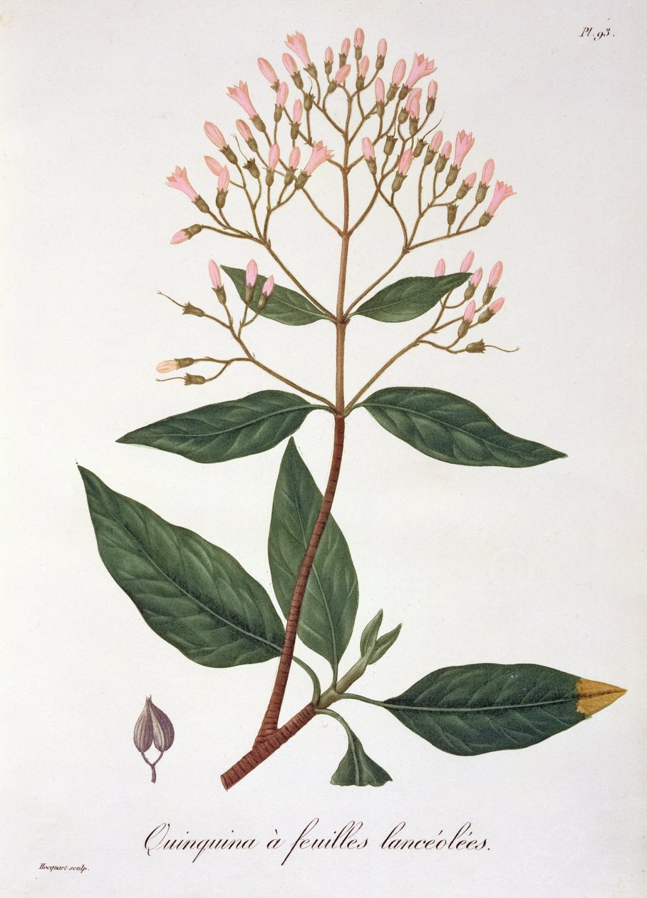 जोसेफ रोक्स (1772-1850) द्वारा &39;फाइटोग्राफी मेडिक&39; से सिनकोना, 1821 में प्रकाशित द्वारा एलएफजे होक्वार्ट