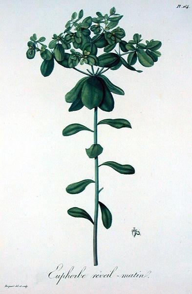 जोसेफ रोक्स (1772-1850) द्वारा 'फाइटोग्राफी मेडिकल' से यूफोरबिया हेलियोस्कोपिया, 1821 में प्रकाशित (उत्कीर्णन) द्वारा एलएफजे होक्वार्ट