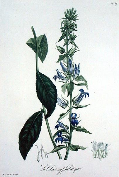 जोसेफ रोक्स (1772-1850) द्वारा 'फाइटोग्राफी मेडिकल' से लोबेलिया सिफिलिटिका, 1821 में प्रकाशित (उत्कीर्णन) द्वारा एलएफजे होक्वार्ट